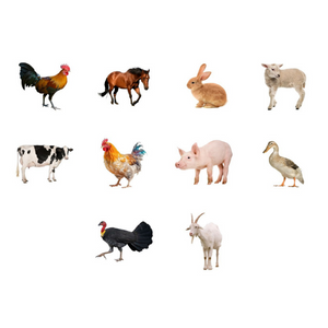 บัตรคำศัพท์ภาษาอังกฤษ หมวด สัตว์ในฟาร์ม Farm Animals